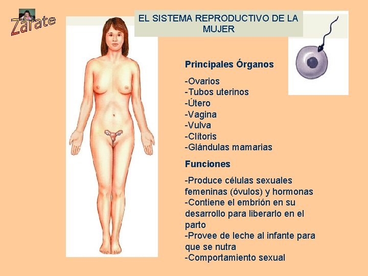 EL SISTEMA REPRODUCTIVO DE LA MUJER Principales Órganos -Ovarios -Tubos uterinos -Útero -Vagina -Vulva