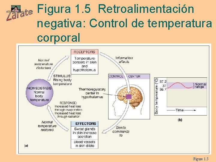 Figura 1. 5 Retroalimentación negativa: Control de temperatura corporal Figure 1. 5 