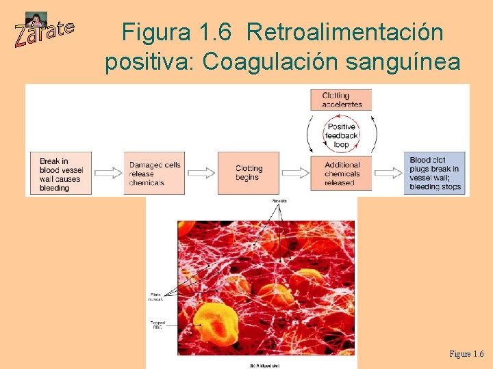 Figura 1. 6 Retroalimentación positiva: Coagulación sanguínea Figure 1. 6 