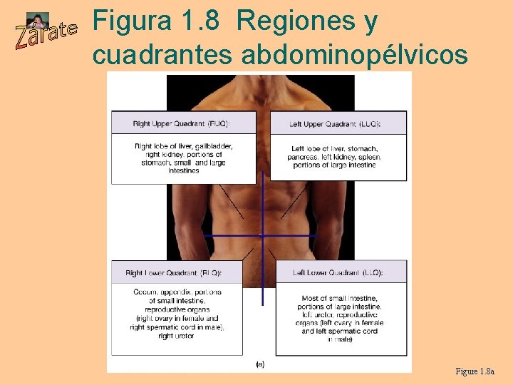 Figura 1. 8 Regiones y cuadrantes abdominopélvicos Figure 1. 8 a 