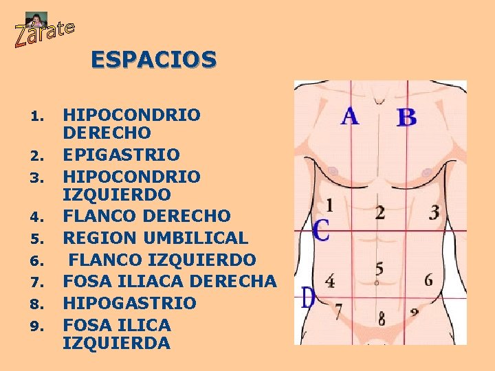 ESPACIOS 1. 2. 3. 4. 5. 6. 7. 8. 9. HIPOCONDRIO DERECHO EPIGASTRIO HIPOCONDRIO