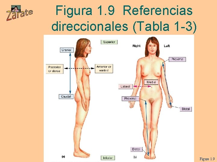 Figura 1. 9 Referencias direccionales (Tabla 1 -3) Figure 1. 9 