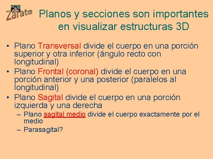Planos y secciones son importantes en visualizar estructuras 3 D • Plano Transversal divide