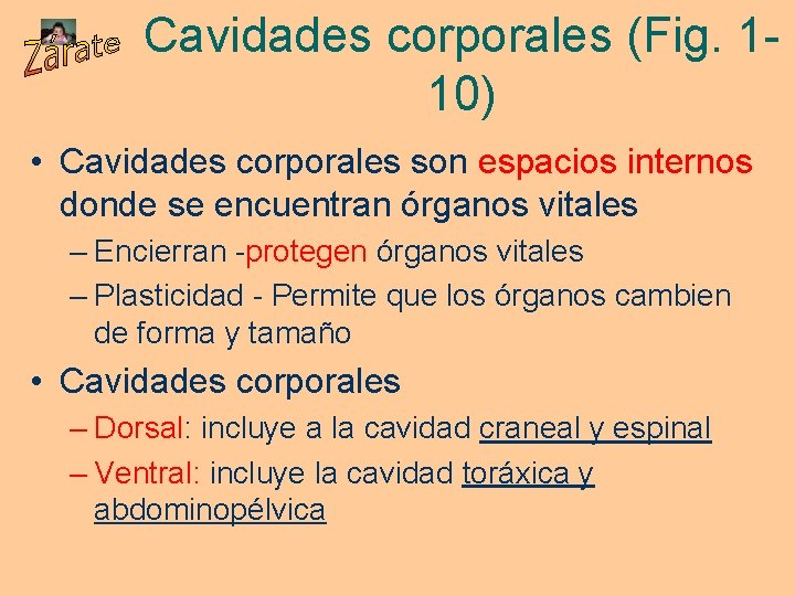 Cavidades corporales (Fig. 110) • Cavidades corporales son espacios internos donde se encuentran órganos