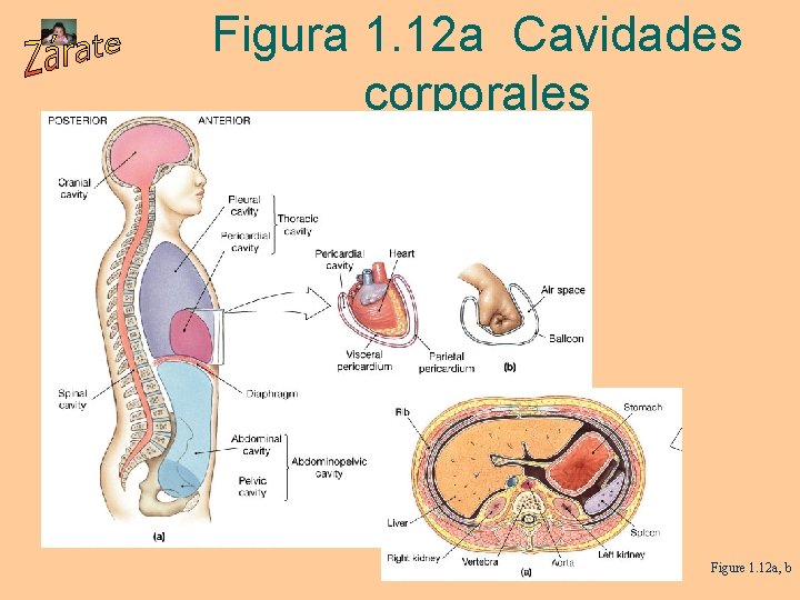 Figura 1. 12 a Cavidades corporales Figure 1. 12 a, b 