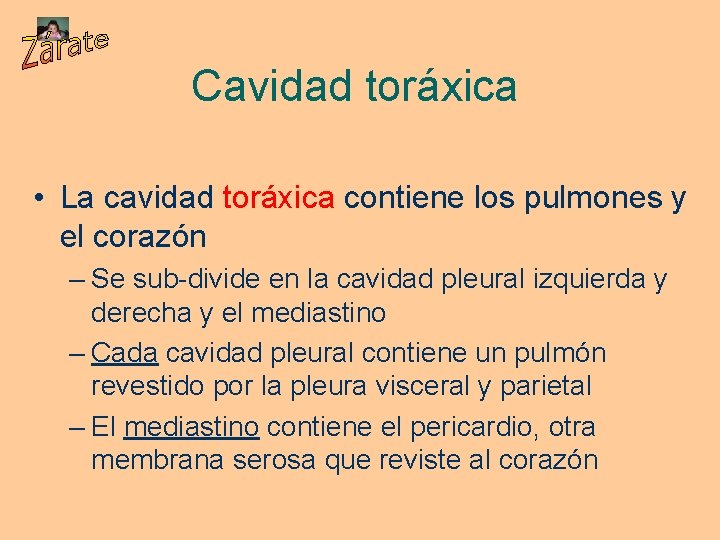 Cavidad toráxica • La cavidad toráxica contiene los pulmones y el corazón – Se