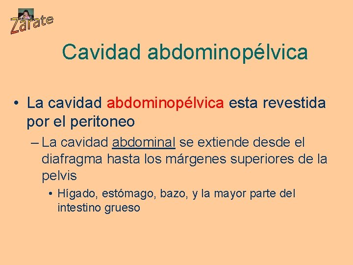 Cavidad abdominopélvica • La cavidad abdominopélvica esta revestida por el peritoneo – La cavidad
