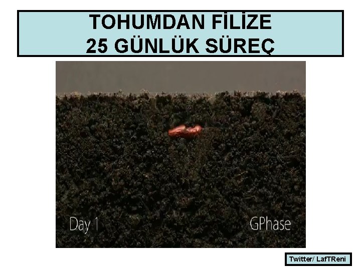 TOHUMDAN FİLİZE 25 GÜNLÜK SÜREÇ Twitter/ Laf. TReni 