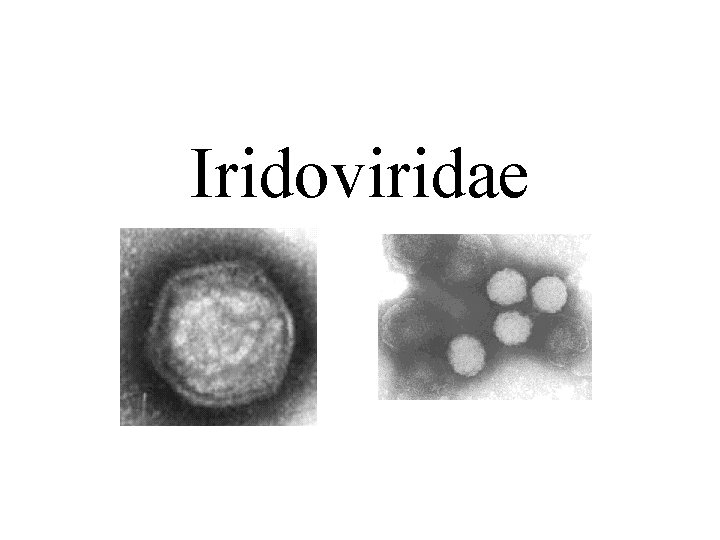 Iridoviridae 