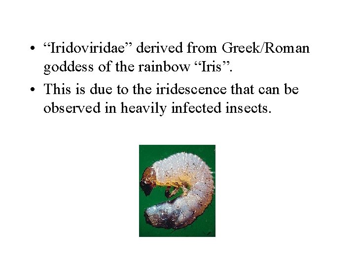  • “Iridoviridae” derived from Greek/Roman goddess of the rainbow “Iris”. • This is