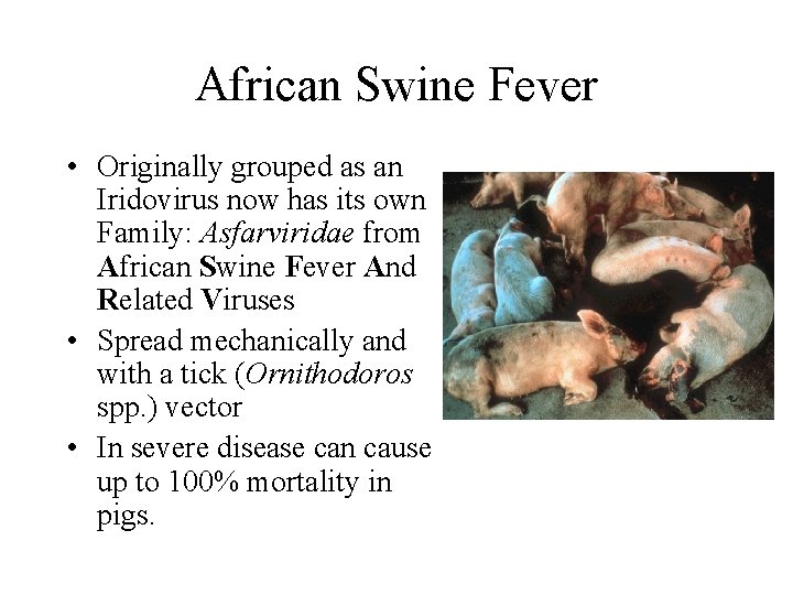 African Swine Fever • Originally grouped as an Iridovirus now has its own Family: