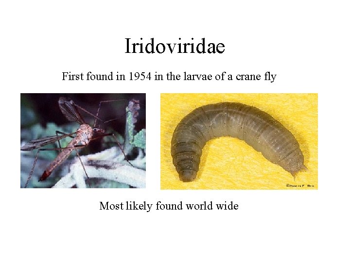 Iridoviridae First found in 1954 in the larvae of a crane fly Most likely