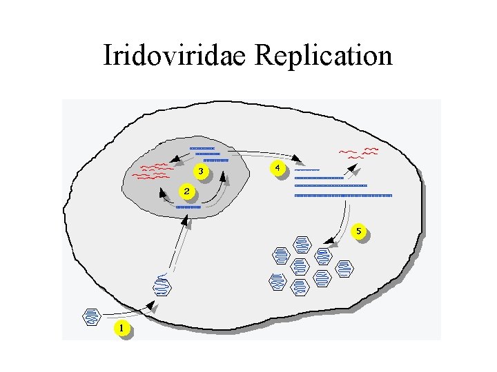 Iridoviridae Replication 
