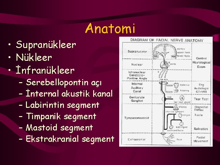  • Supranükleer • Nükleer • İnfranükleer – – – Anatomi Serebellopontin açı İnternal