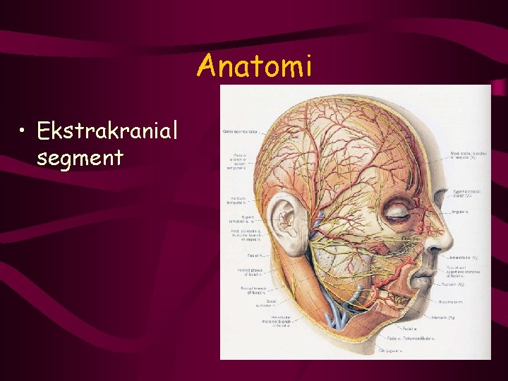 Anatomi • Ekstrakranial segment 