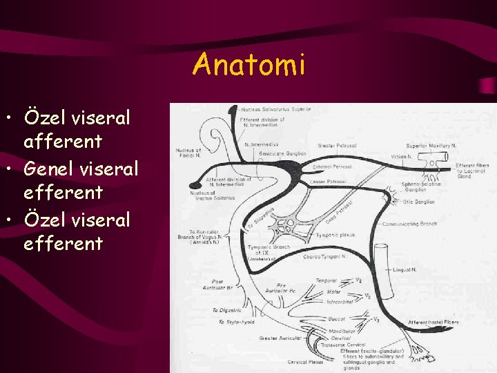 Anatomi • Özel viseral afferent • Genel viseral efferent • Özel viseral efferent 