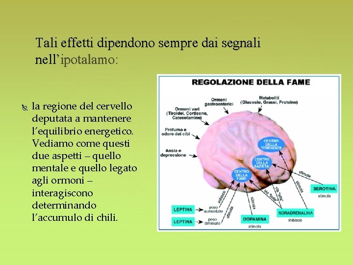 Tali effetti dipendono sempre dai segnali nell’ipotalamo: la regione del cervello deputata a mantenere