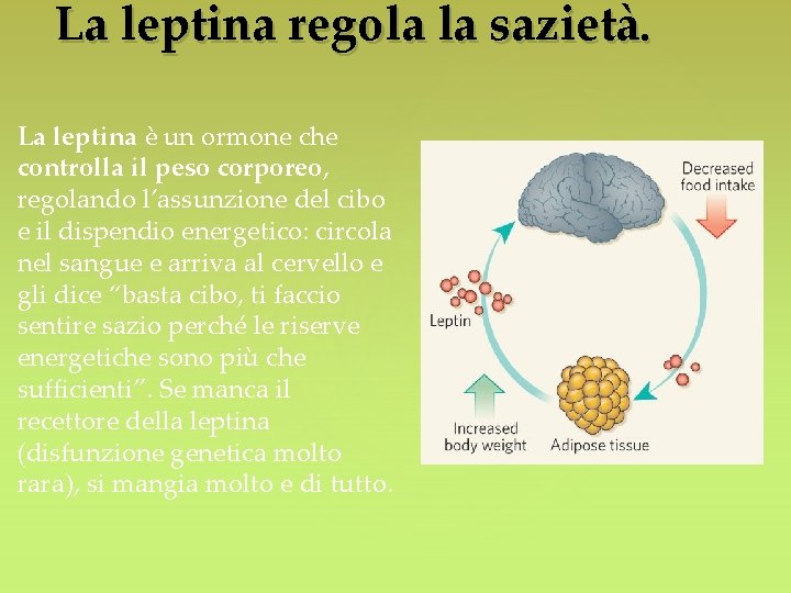 La leptina regola la sazietà. La leptina è un ormone che controlla il peso