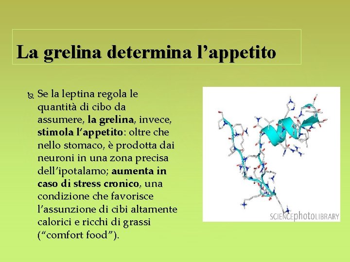 La grelina determina l’appetito Se la leptina regola le quantità di cibo da assumere,