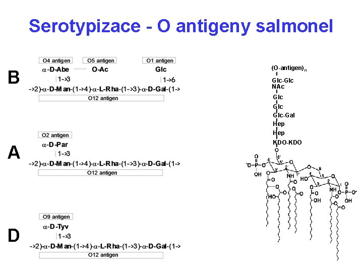 Serotypizace - O antigeny salmonel B (O-antigen)n Glc-Glc NAc Glc Glc-Gal Hep A D