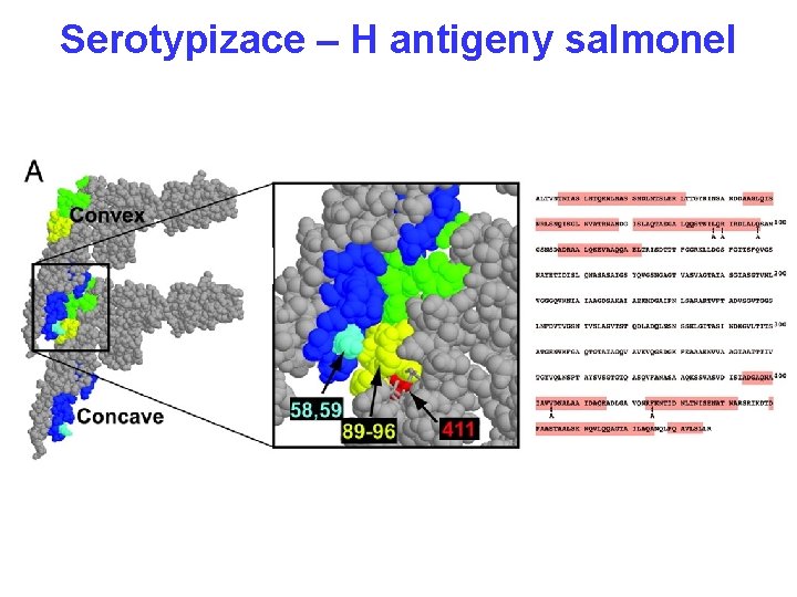 Serotypizace – H antigeny salmonel 