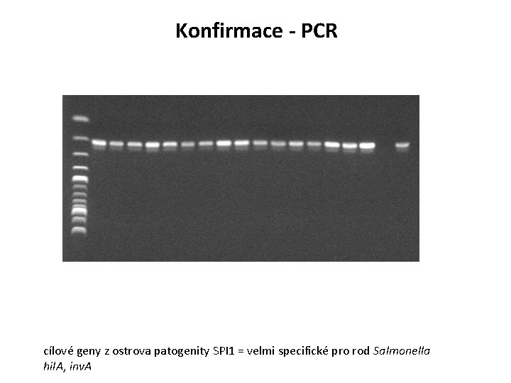 Konfirmace - PCR cílové geny z ostrova patogenity SPI 1 = velmi specifické pro