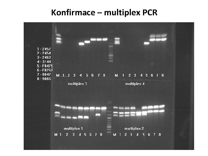 Konfirmace – multiplex PCR 