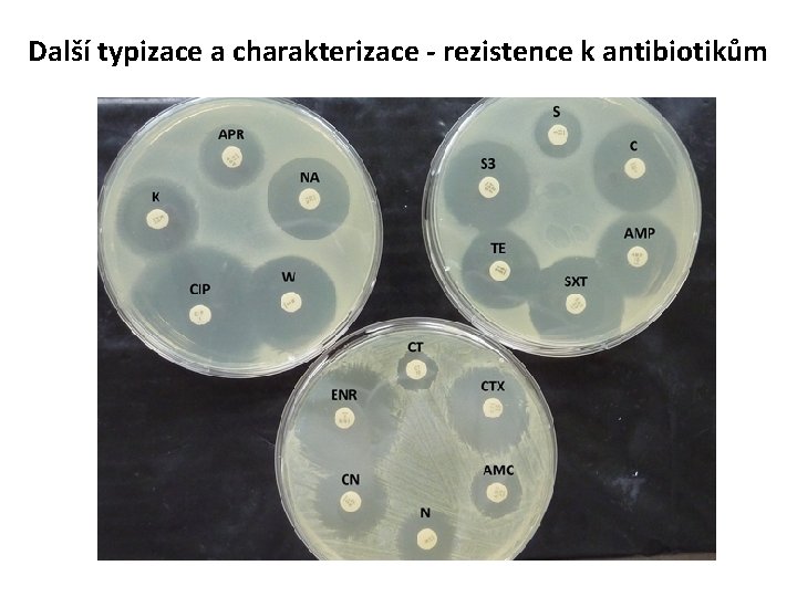 Další typizace a charakterizace - rezistence k antibiotikům 
