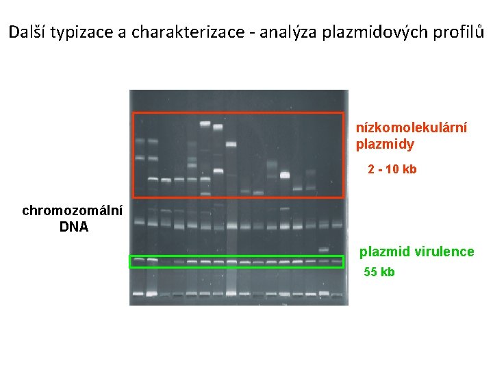 Další typizace a charakterizace - analýza plazmidových profilů nízkomolekulární plazmidy 2 - 10 kb