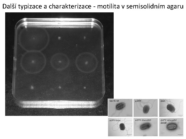 Další typizace a charakterizace - motilita v semisolidním agaru 