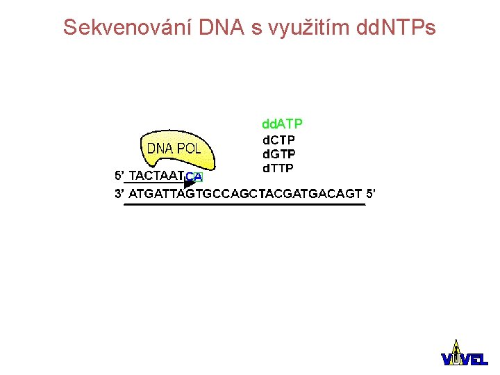 Sekvenování DNA s využitím dd. NTPs dd. ATP 