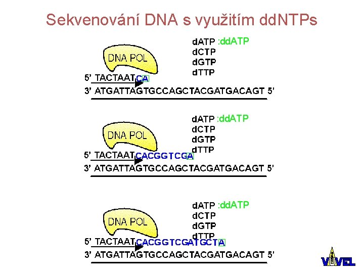 Sekvenování DNA s využitím dd. NTPs : dd. ATP 