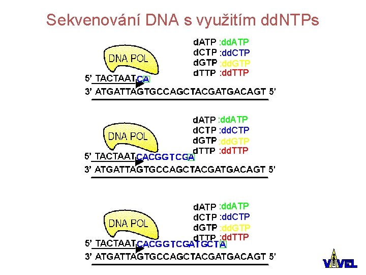 Sekvenování DNA s využitím dd. NTPs : dd. ATP : dd. CTP : dd.