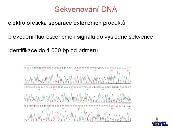 Sekvenování DNA elektroforetická separace extenzních produktů převedení fluorescenčních signálů do výsledné sekvence Identifikace do