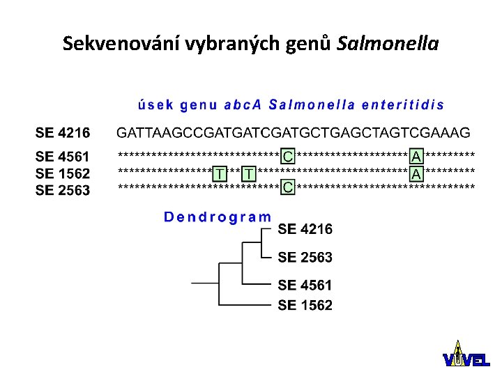 Sekvenování vybraných genů Salmonella 