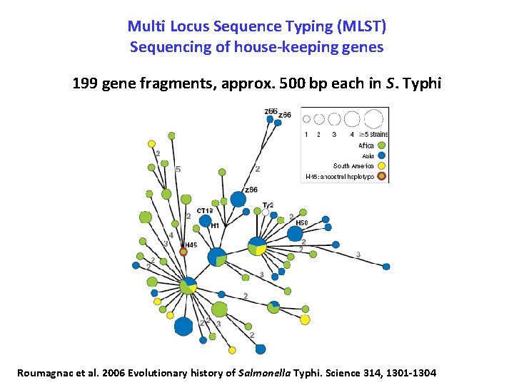 Multi Locus Sequence Typing (MLST) Sequencing of house-keeping genes 199 gene fragments, approx. 500