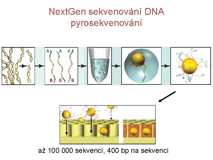 Next. Gen sekvenování DNA pyrosekvenování až 100 000 sekvencí, 400 bp na sekvenci 