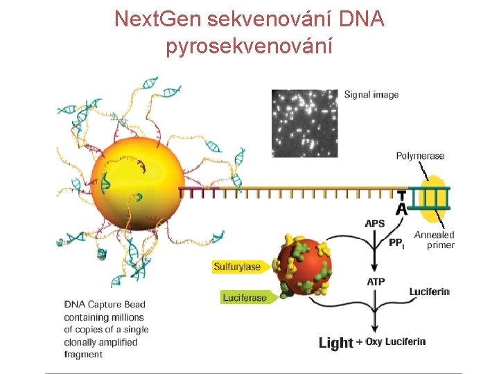 Next. Gen sekvenování DNA pyrosekvenování 