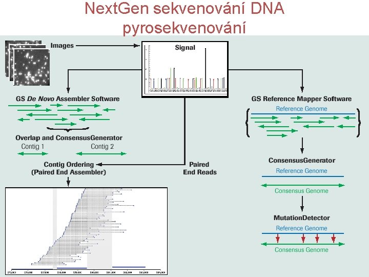 Next. Gen sekvenování DNA pyrosekvenování 