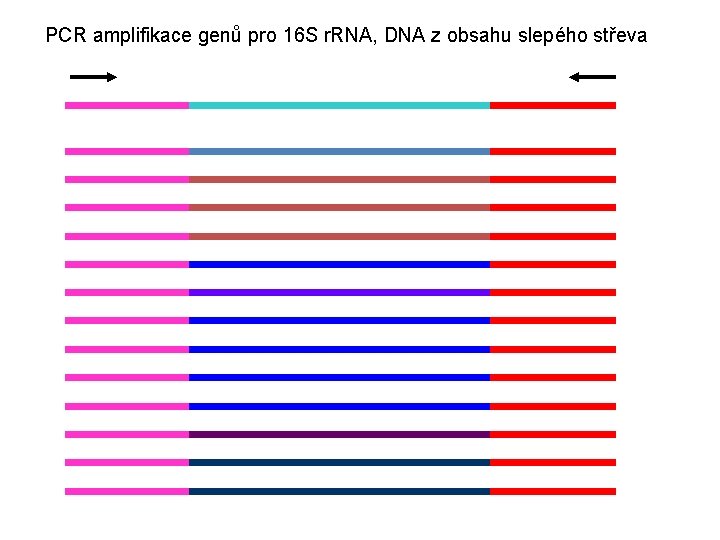 PCR amplifikace genů pro 16 S r. RNA, DNA z obsahu slepého střeva 
