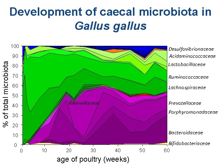 Development of caecal microbiota in Gallus gallus 100 80 Desulfovibrionaceae Acidaminococcaceae Lactobacillaceae 70 Ruminococcaceae
