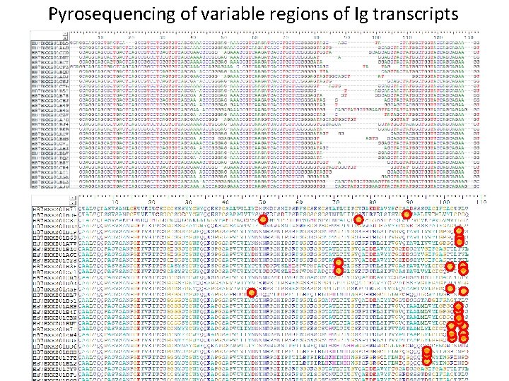 Pyrosequencing of variable regions of Ig transcripts 