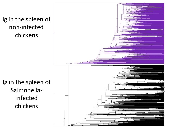 Ig in the spleen of non-infected chickens Ig in the spleen of Salmonellainfected chickens