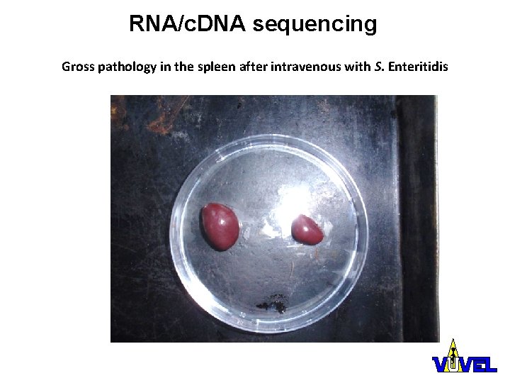RNA/c. DNA sequencing Gross pathology in the spleen after intravenous with S. Enteritidis 