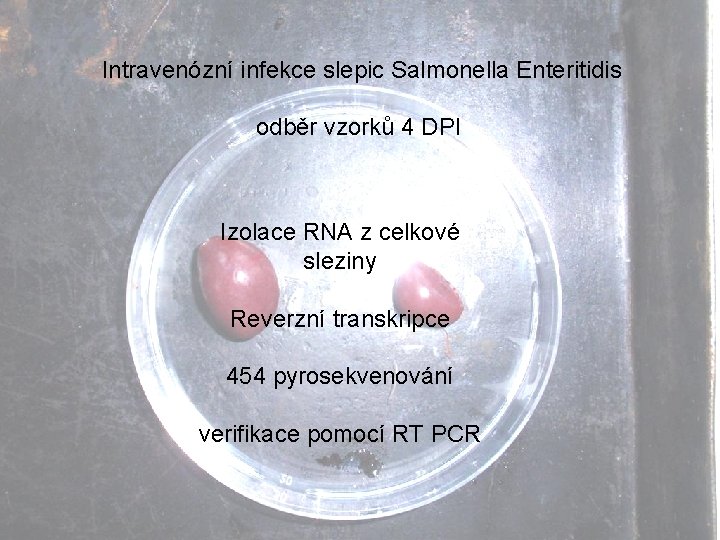 Intravenózní infekce slepic Salmonella Enteritidis odběr vzorků 4 DPI Izolace RNA z celkové sleziny