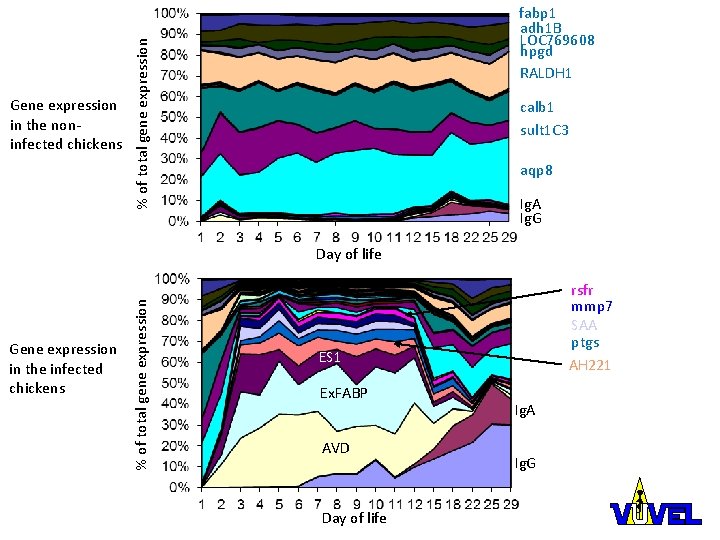 % of total gene expression Gene expression in the noninfected chickens fabp 1 adh