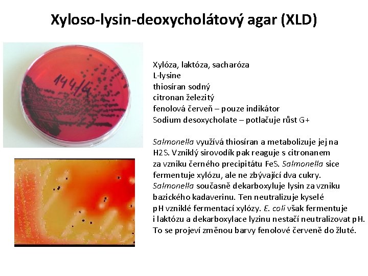 Xyloso-lysin-deoxycholátový agar (XLD) Xylóza, laktóza, sacharóza L-lysine thiosíran sodný citronan železitý fenolová červeň –