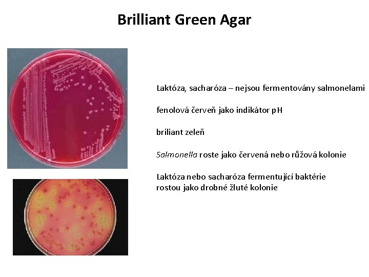 Brilliant Green Agar Laktóza, sacharóza – nejsou fermentovány salmonelami fenolová červeň jako indikátor p.