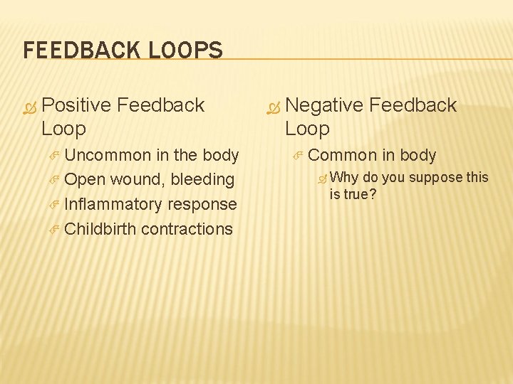 FEEDBACK LOOPS Positive Feedback Loop Uncommon in the body Open wound, bleeding Inflammatory response