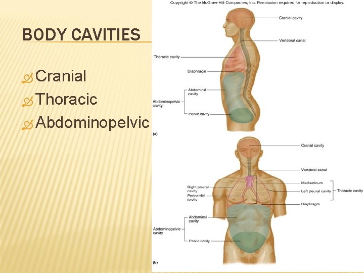 BODY CAVITIES Cranial Thoracic Abdominopelvic 